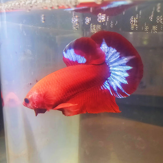 HELL BOY BETTA MALE 260901 premium Betta Fish
