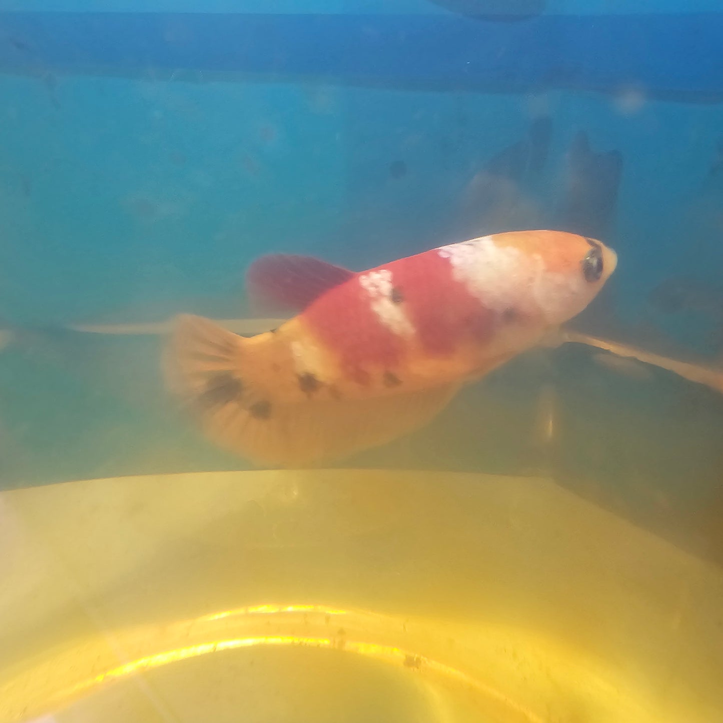 NEMO CANDY FEMMINA/尼莫糖果种母251213