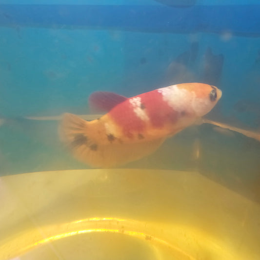 NEMO CANDY FEMMINA/尼莫糖果种母251213