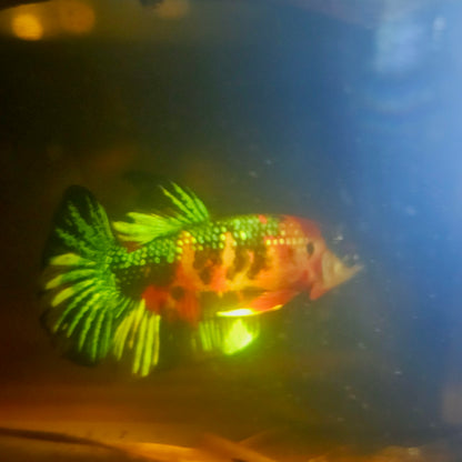 METALIC CANDY BETTA 260403