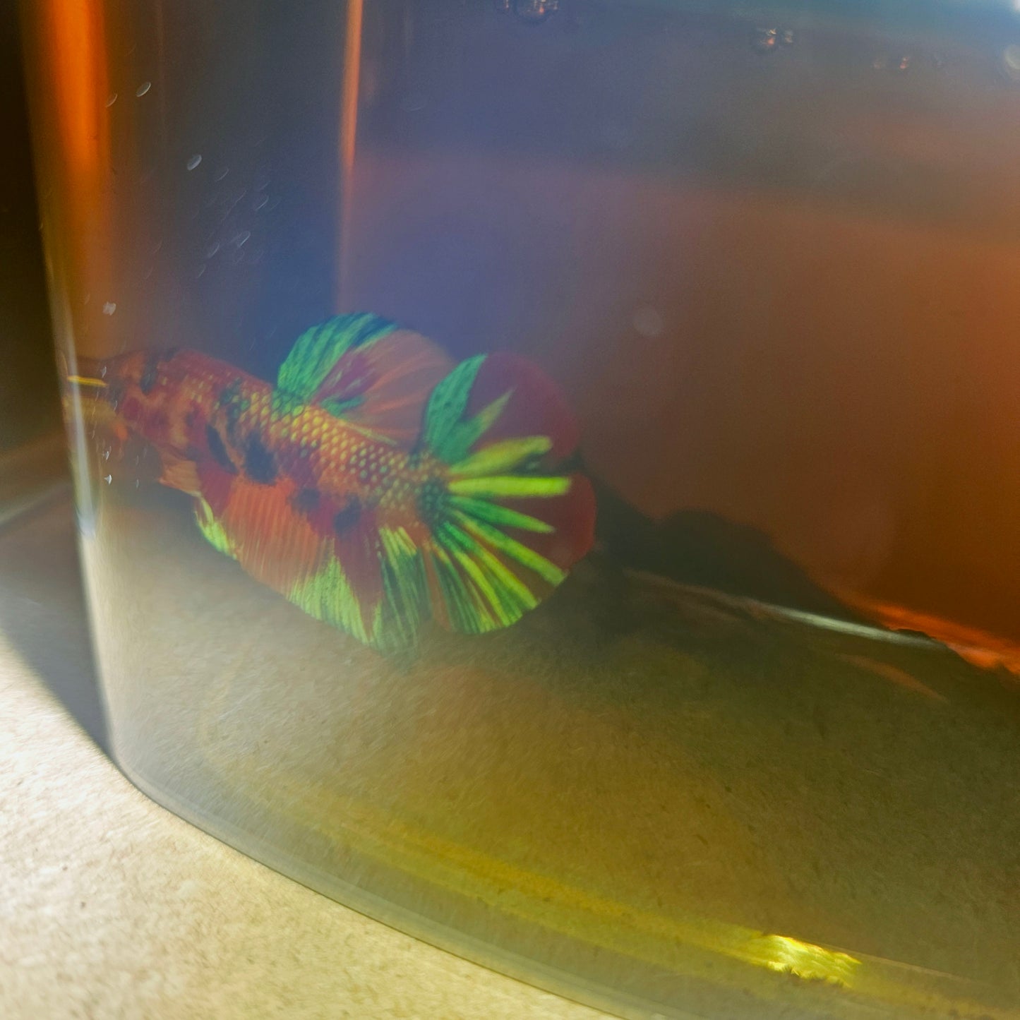 METALIC CANDY BETTA 260472