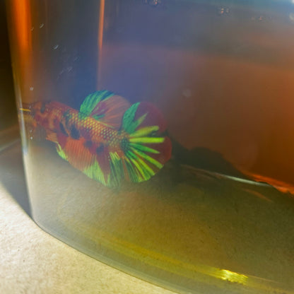 METALIC CANDY BETTA 260472