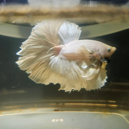 Light Color Dumbo Rosetail Halfmoon Betta(OHM) 2605B40