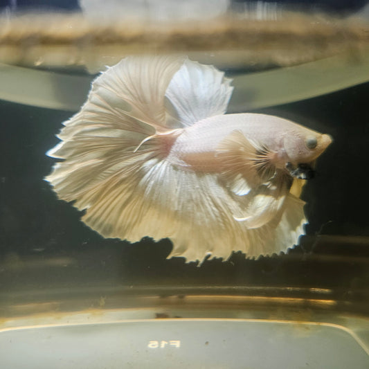 Light Color Dumbo Rosetail Halfmoon Betta(OHM) 2605B40