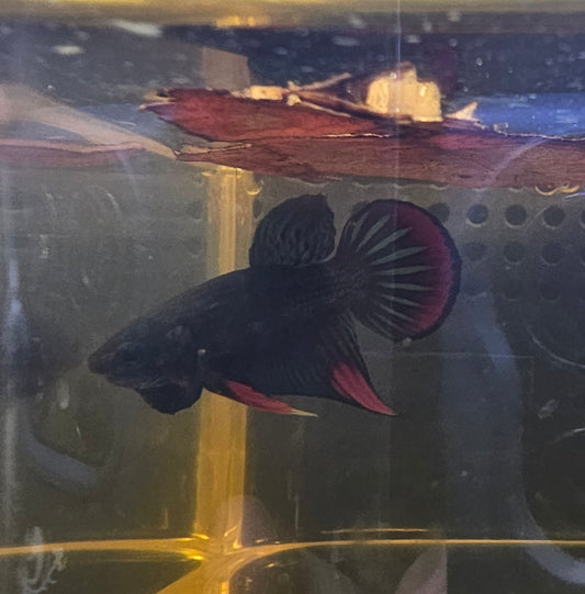 WILD BETTA IMBELLIS 0622