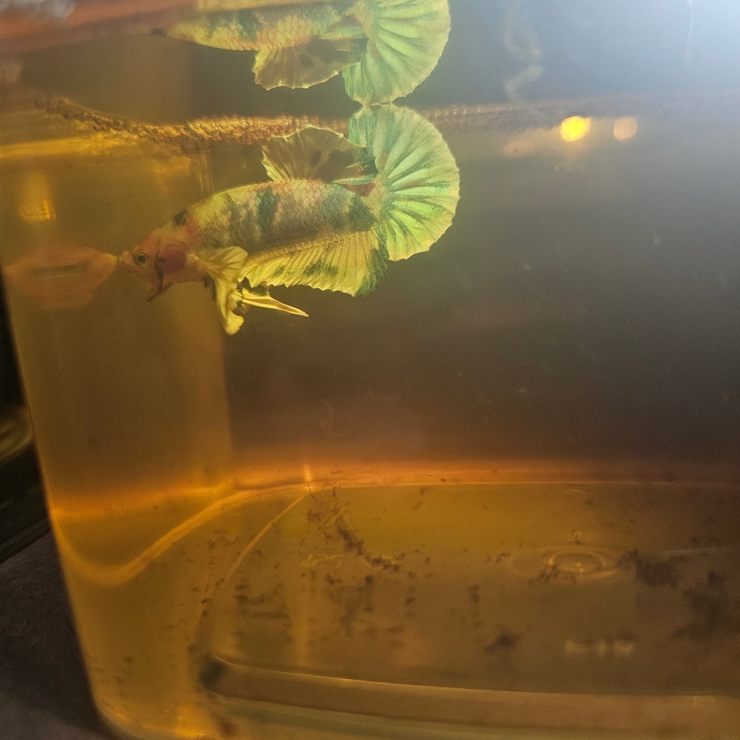 CANDY DUMBO BETTA 260402
