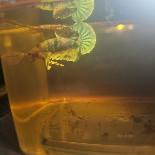 CANDY DUMBO BETTA 260402