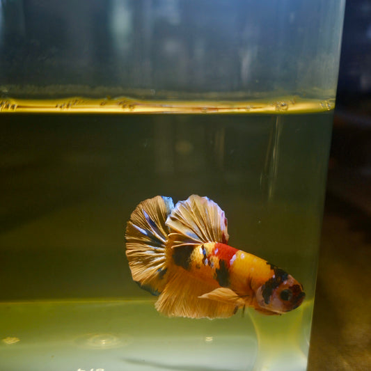 NEMO CANDY BETTA 260414