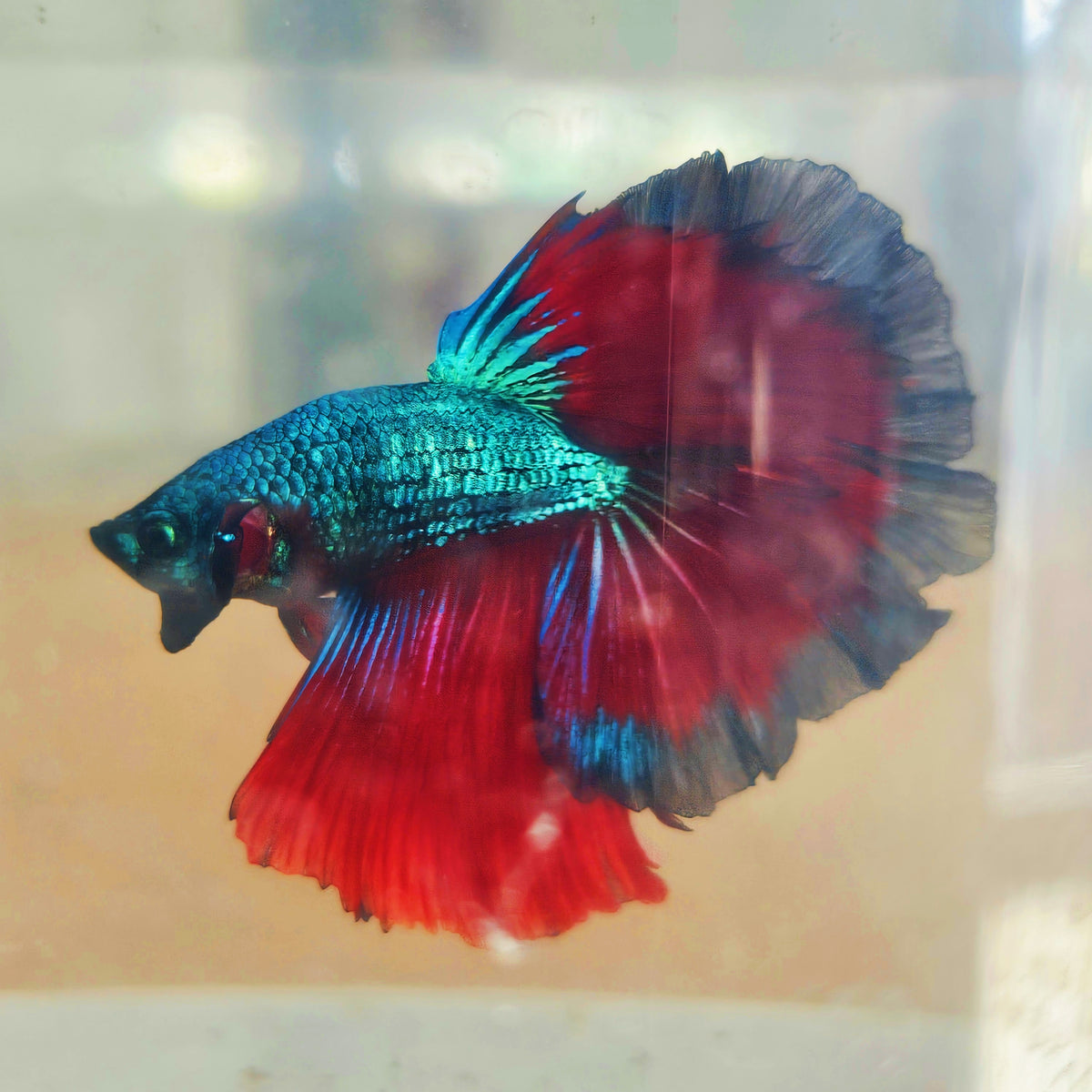 DARK COLOR SPECIAL TAIL HALFMOON BETTA 260928 premium Betta Fish
