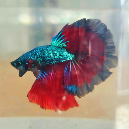 DARK COLOR SPECIAL TAIL HALFMOON BETTA 260928