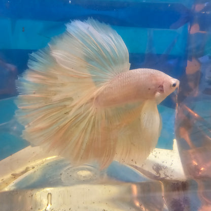 ROSE TAIL PINK WHITE HALFMOON/ 粉白玫瑰尾半月251256