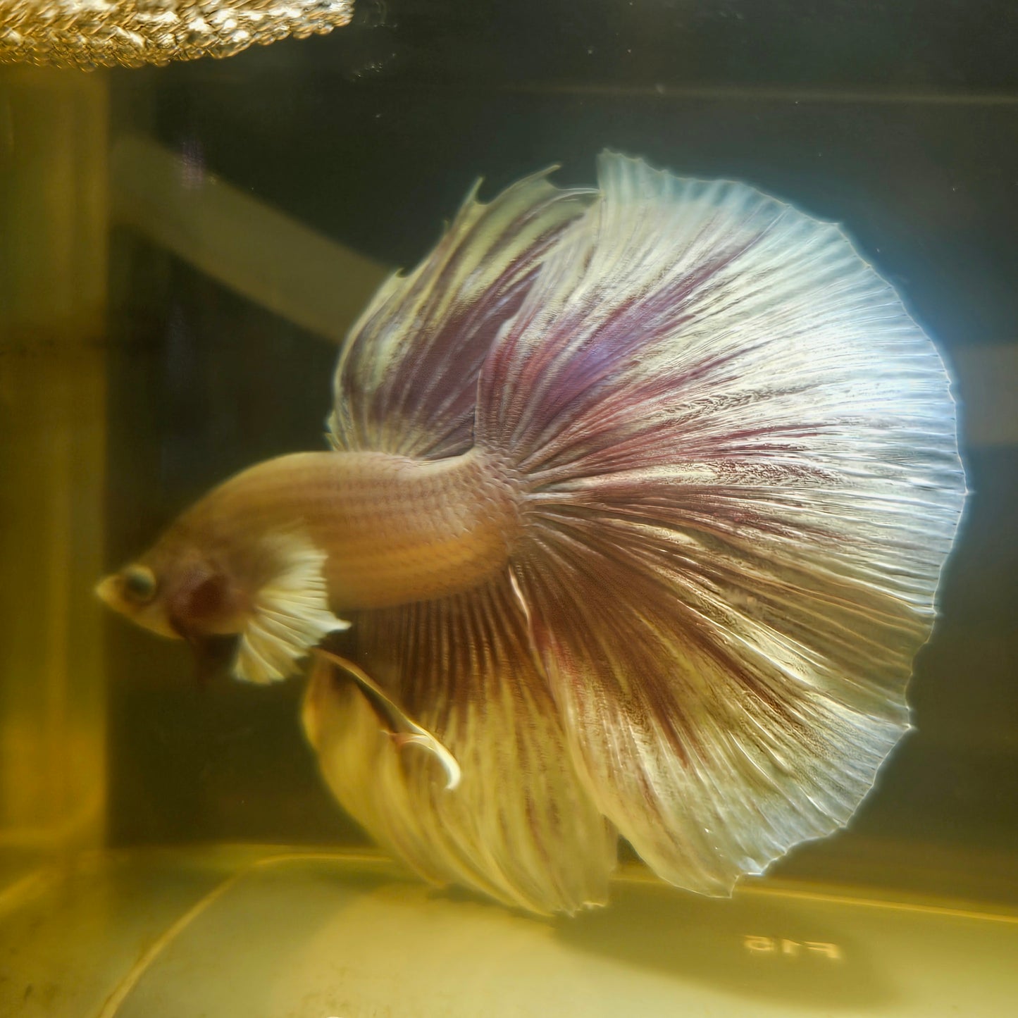 Purple White Rosetail Halfmoon Betta(OHM) 2605A21