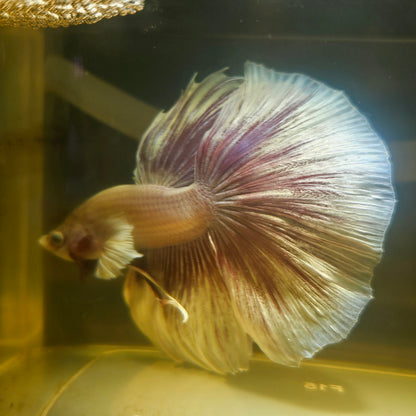 Purple White Rosetail Halfmoon Betta(OHM) 2605A21