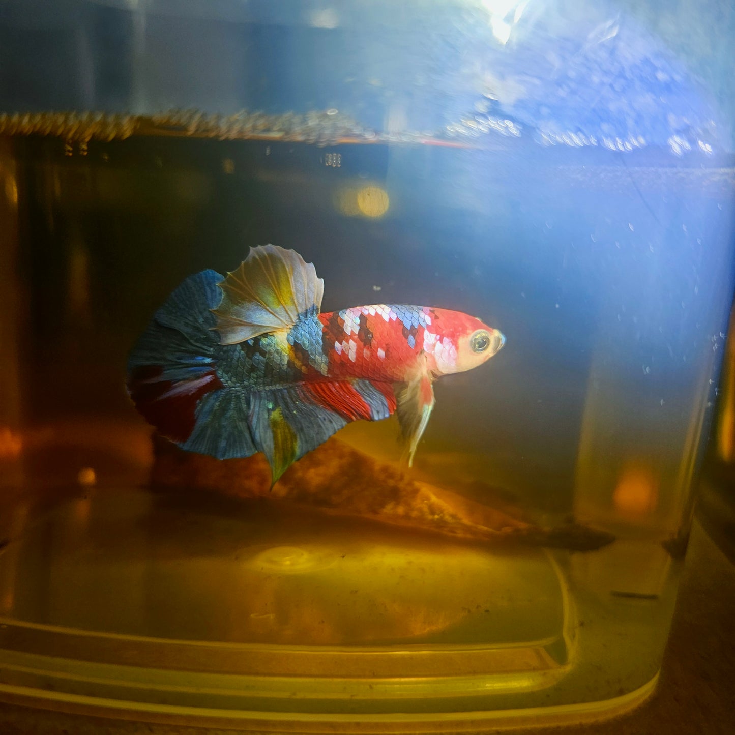 NEMO CANDY GALAXY BETTA 260416