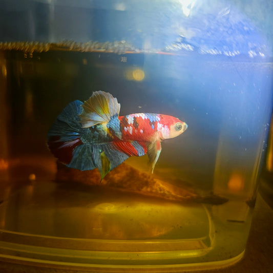 NEMO CANDY GALAXY BETTA 260416