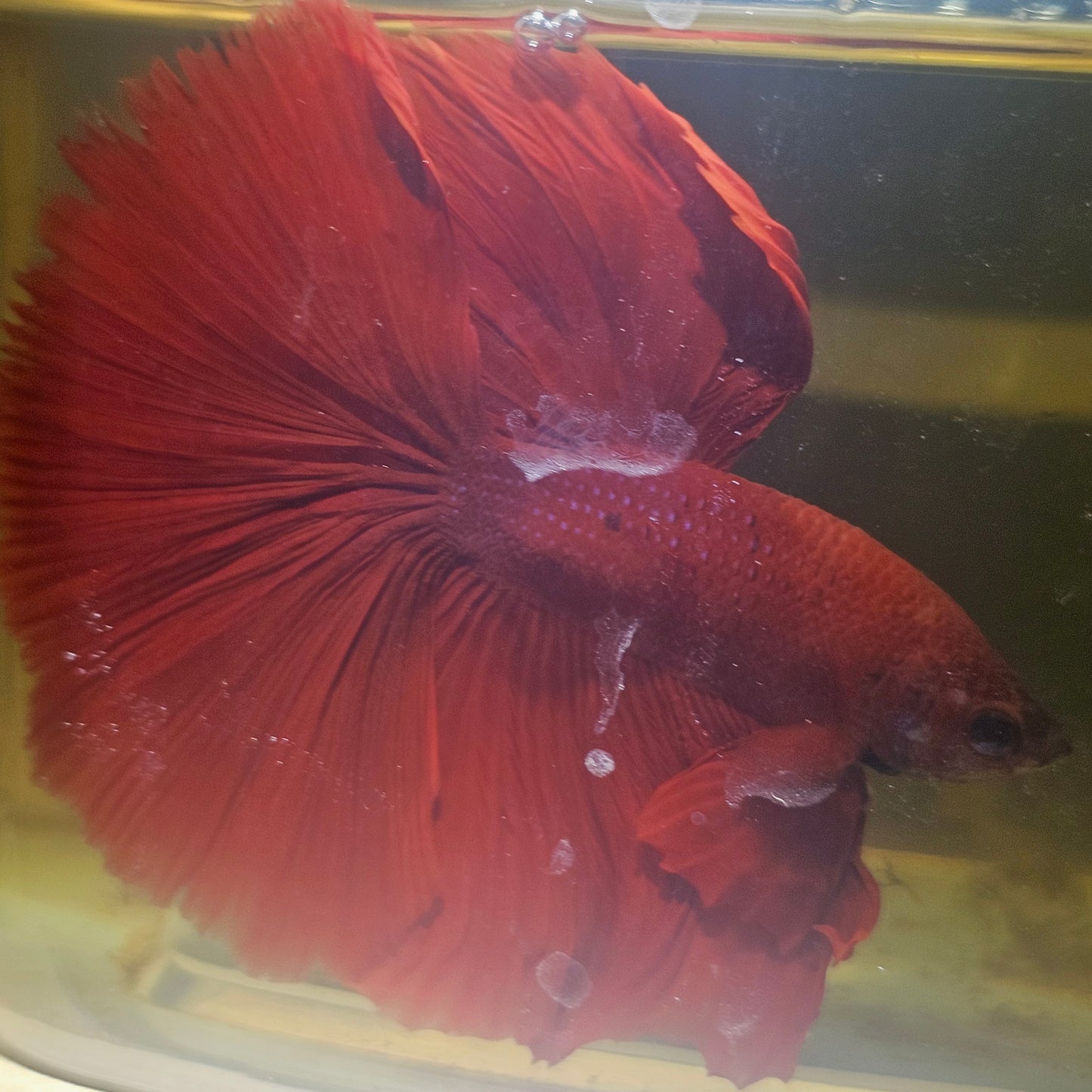 Giant Full Red Rosetail Halfmoon Betta(OHM) 2605A36
