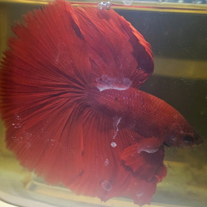 Giant Full Red Rosetail Halfmoon Betta(OHM) 2605A36
