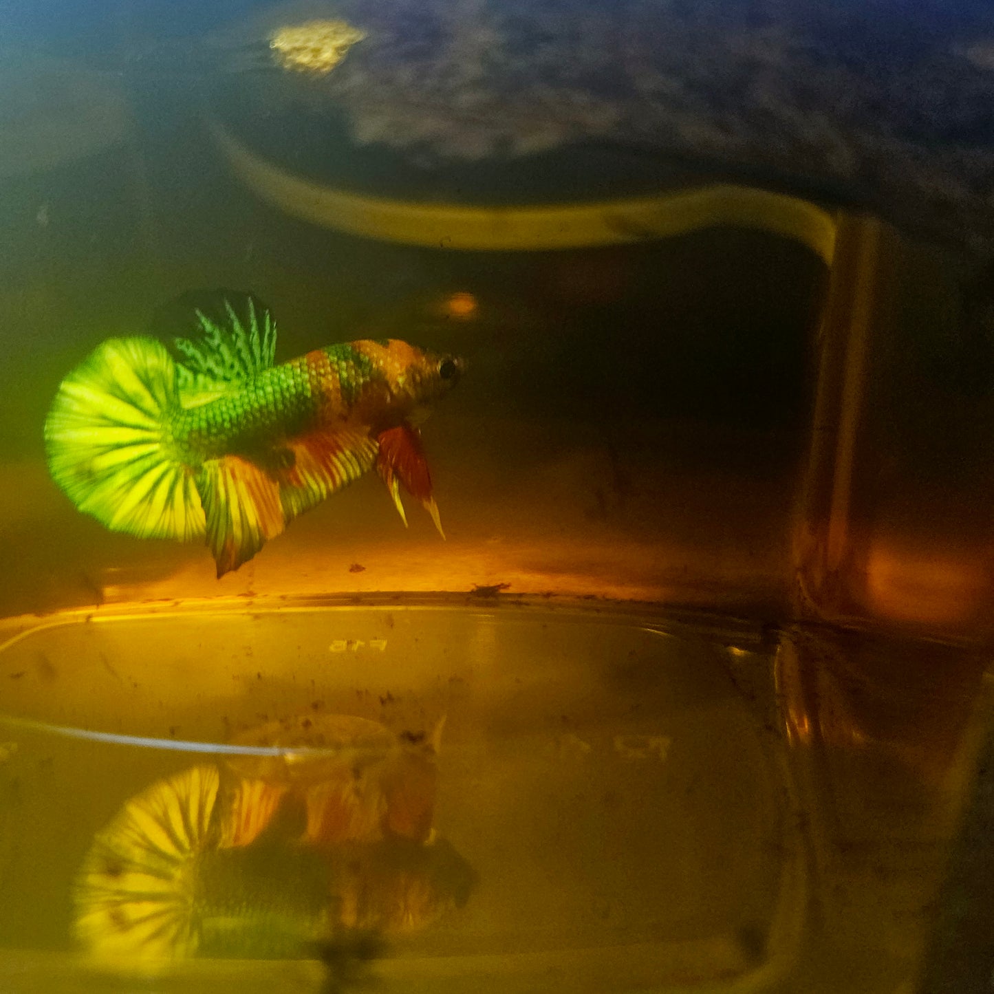 METALIC CANDY BETTA 260407