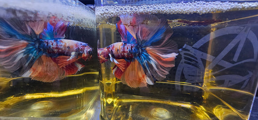 ROSE TAIL GALAXY HALFMOON (OHM) ALCOBALENO 0621