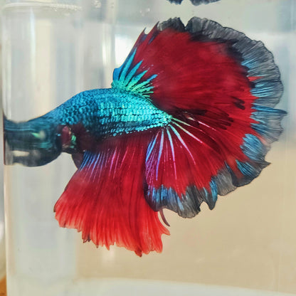 DARK COLOR SPECIAL TAIL HALFMOON BETTA 260928