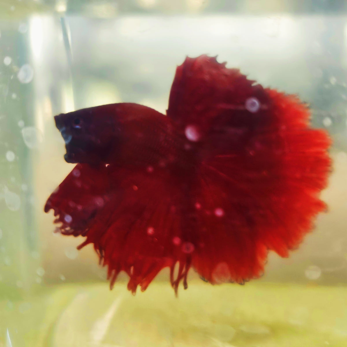 SOLID COLOR SPECIAL TAIL HALFMOON BETTA 260926