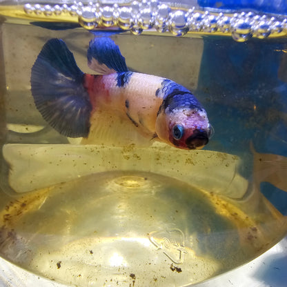 FULL COLOR YELLOW CANDY (BREEDING GRADE)/种母满色黄糖果251183