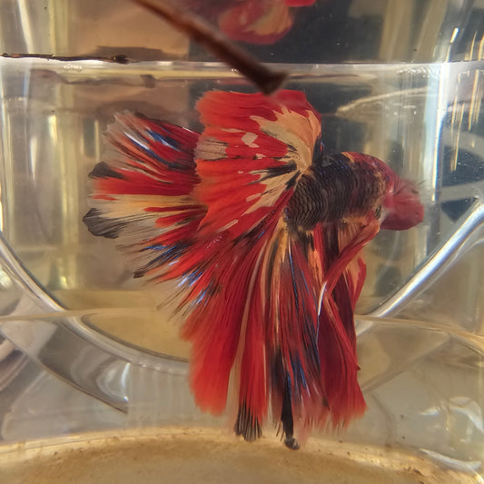 Red galaxy candy Halfmoon (L OHM)250716