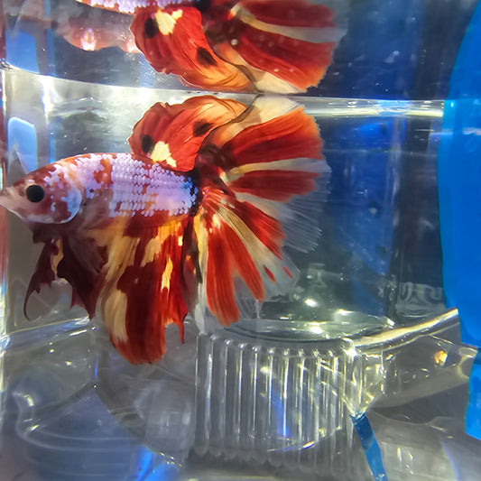 CANDY GALAXY HM (L)250958