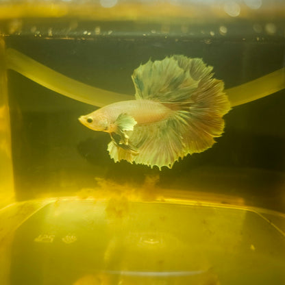 Light Color Dumbo Rosetail Halfmoon Betta 2605A04