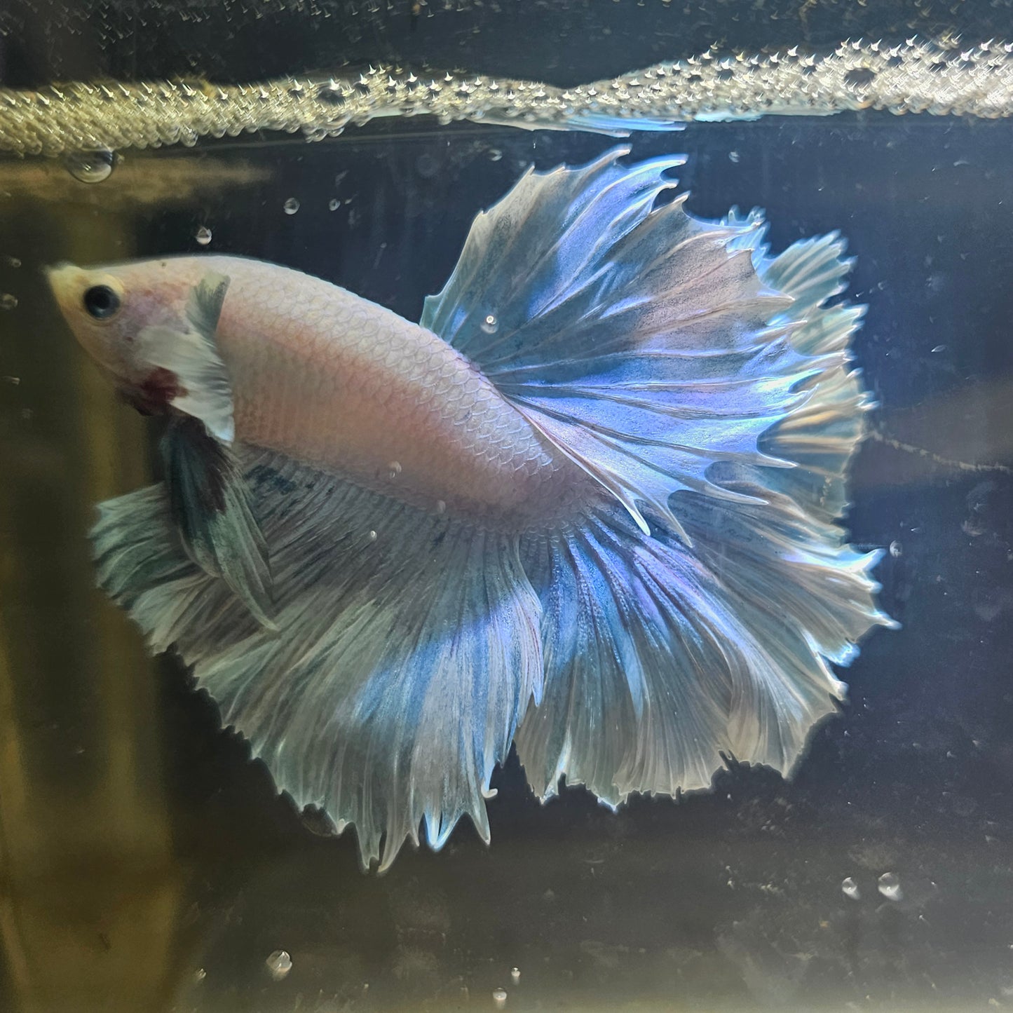 Light Color Maple Leaf Halfmoon Betta 2605A52