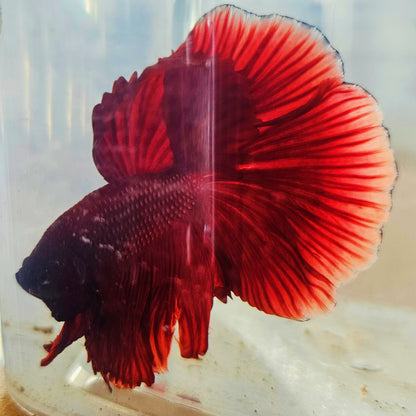 SOLID COLOR SPECIAL TAIL HALFMOON BETTA 260936