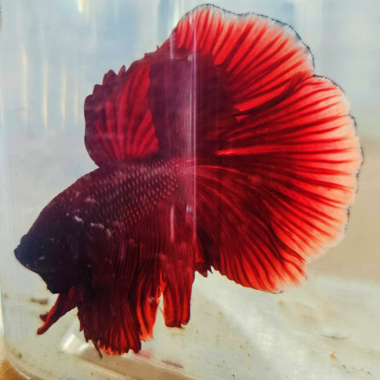 SOLID COLOR SPECIAL TAIL HALFMOON BETTA 260936 premium Betta Fish