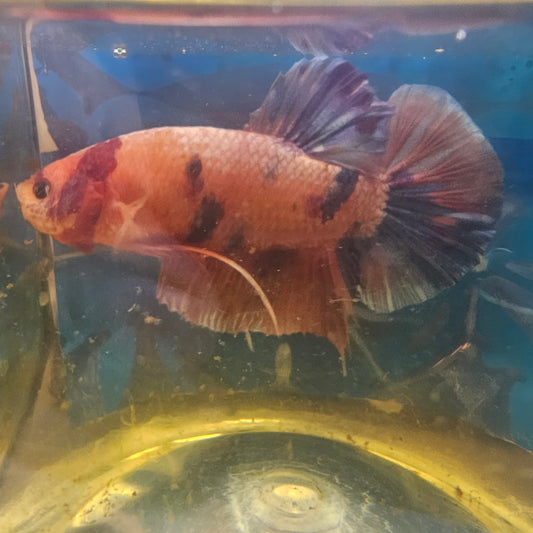 ORANGE CANDY GIANT 7+/8CM 橘红糖果巨斗将军251218