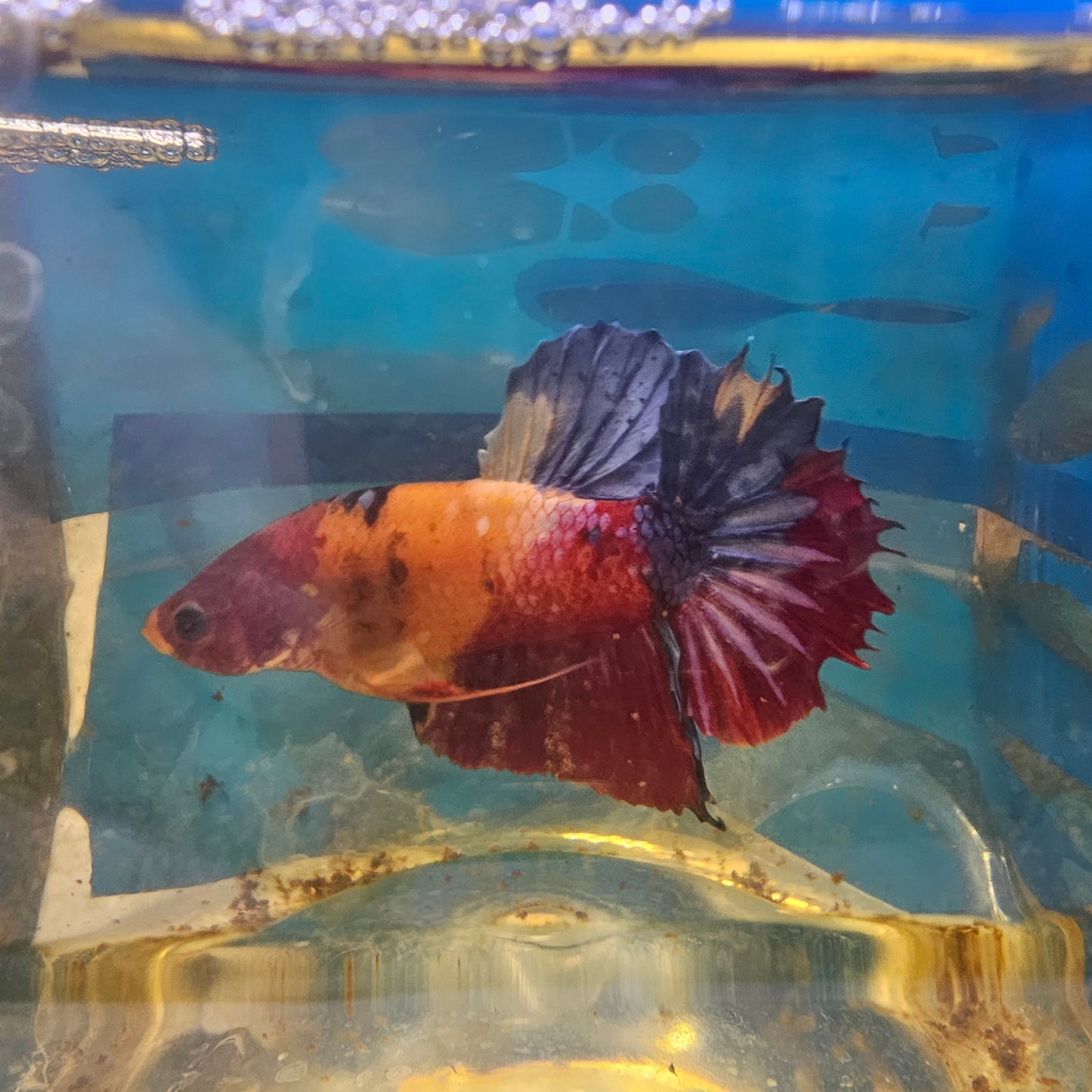 NEMO CANDY HMPK/ 尼莫糖果将军251262