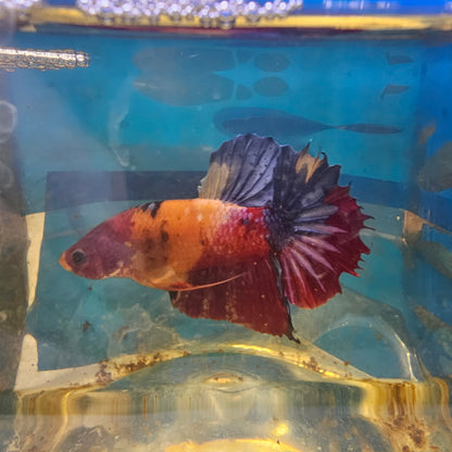 NEMO CANDY HMPK/ 尼莫糖果将军251262