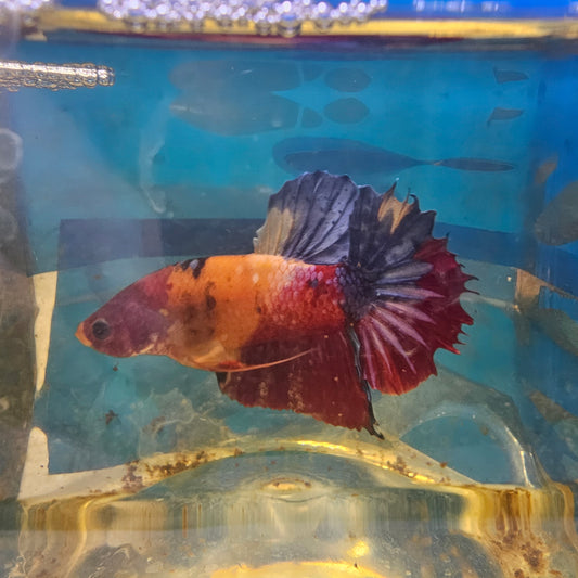 NEMO CANDY HMPK/ 尼莫糖果将军251262