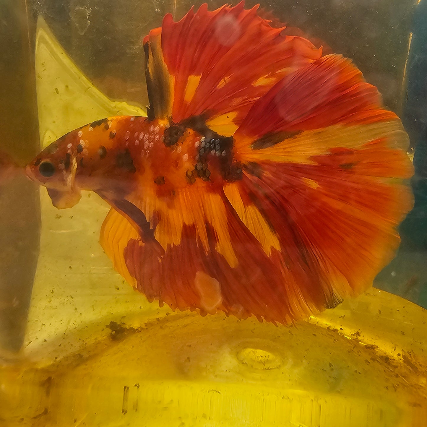 RED CANDY HALFMOON/红糖果将军OHM 251261