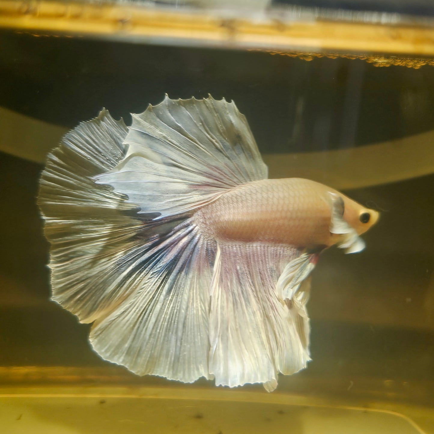 Light Color Dumbo Rosetail Halfmoon Betta(OHM)2605A16