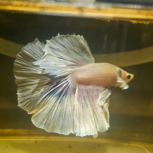 Light Color Dumbo Rosetail Halfmoon Betta(OHM)2605A16