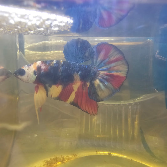 FULL COLOR GALAXY CANDY HMPK/ 满色星河糖果251103