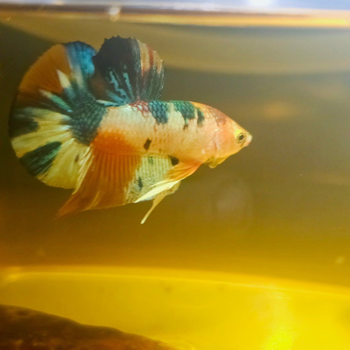 METALIC CANDY BETTA 260458