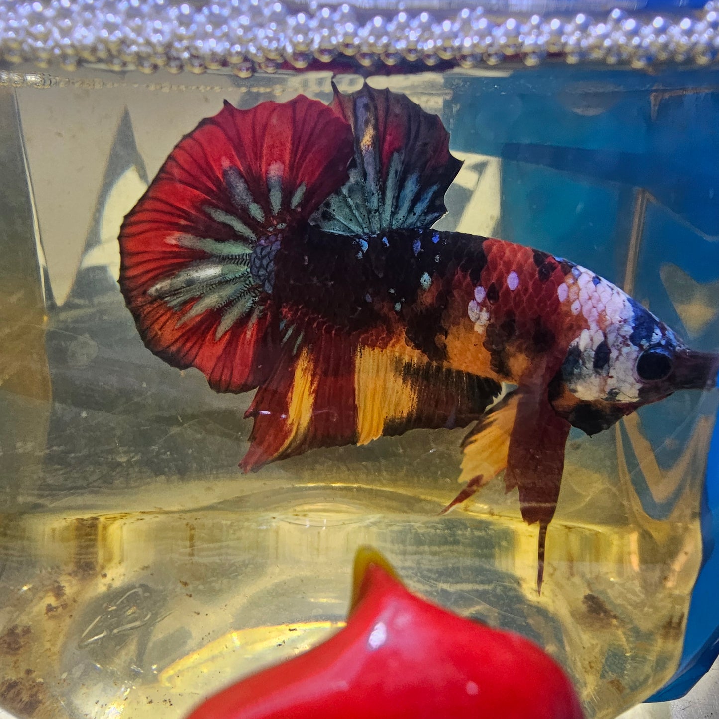 RED CANDY GALAXY HMPK/红星河糖果251215