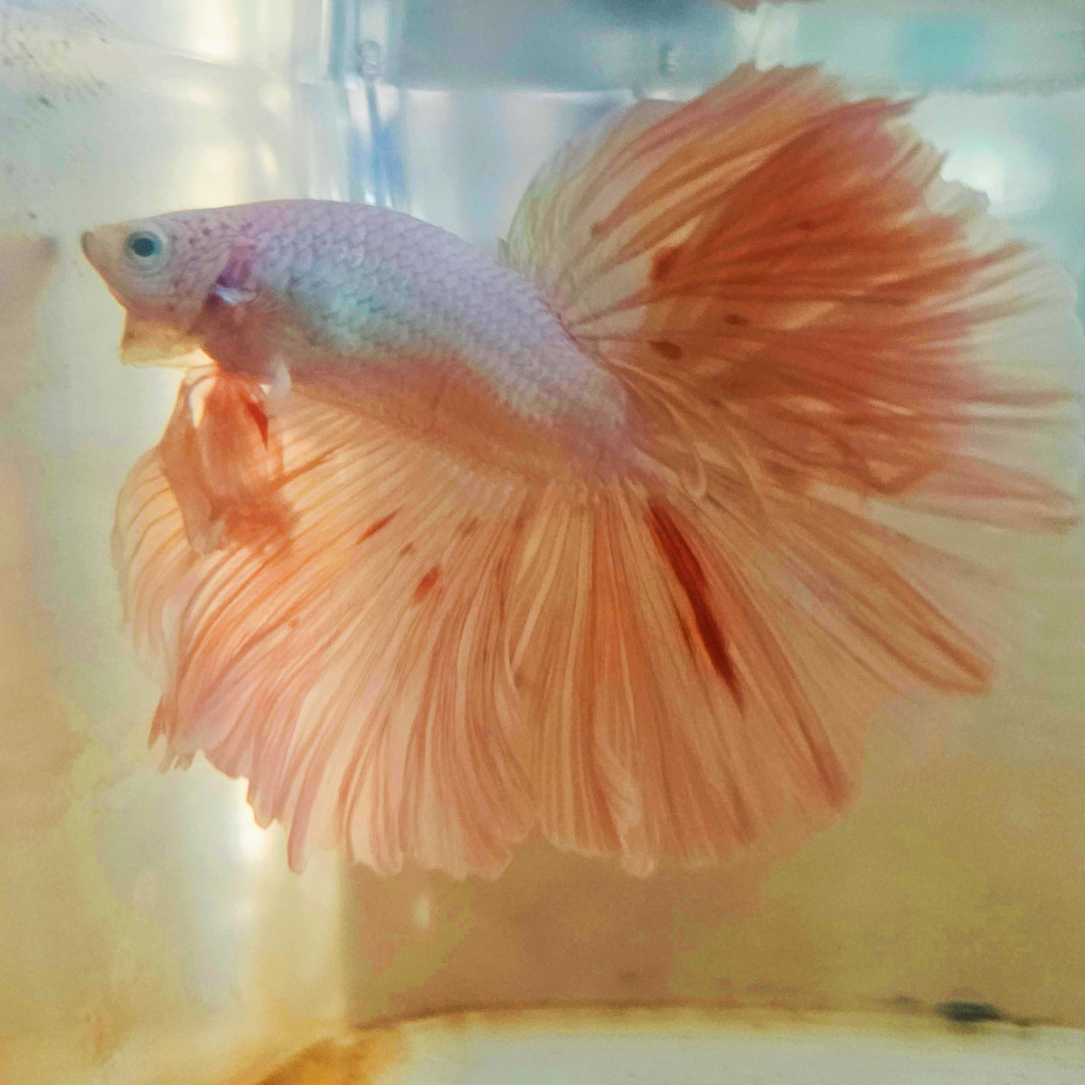 LIGHT COLOR OHM TAIL HALFMOON BETTA 260908 premium Betta Fish