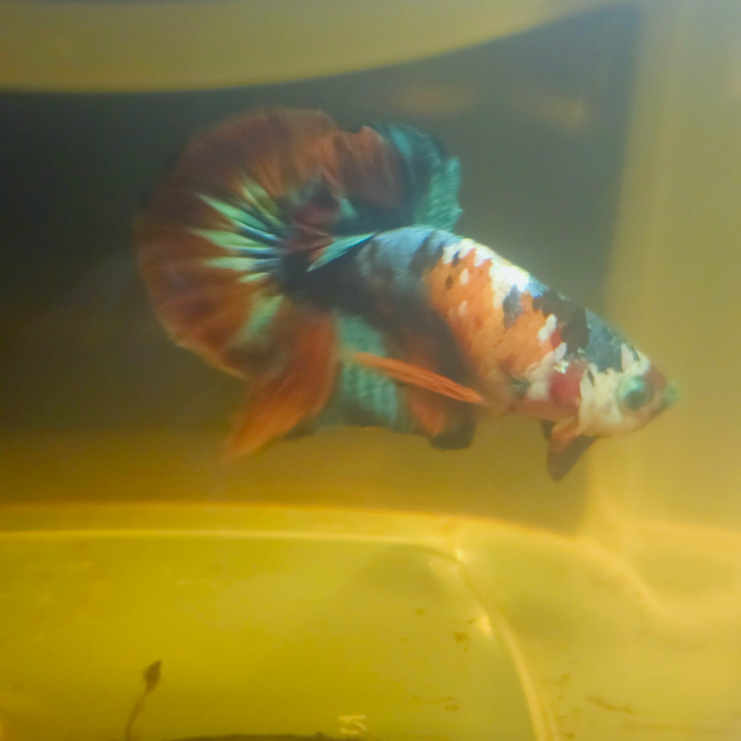NEMO CANDY BETTA 260435