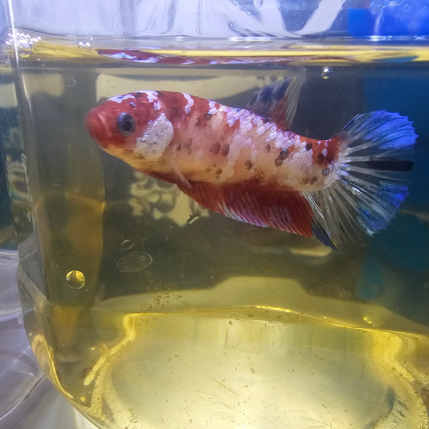 CANDY GALAXY FEMMINA/星河糖果种母251290