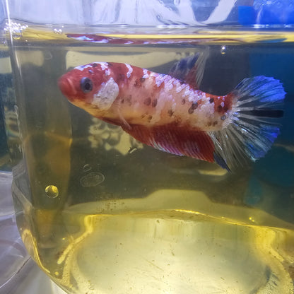 CANDY GALAXY FEMMINA/星河糖果种母251290