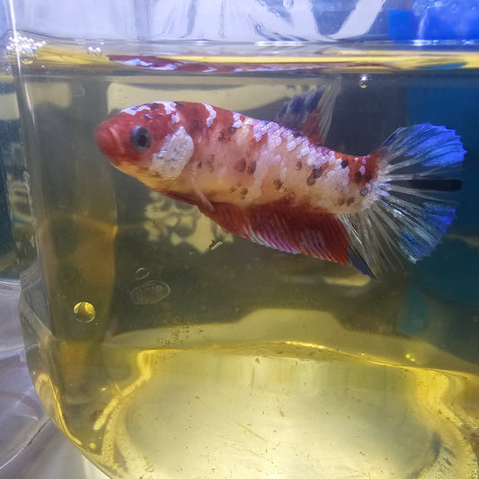 CANDY GALAXY FEMMINA/星河糖果种母251290