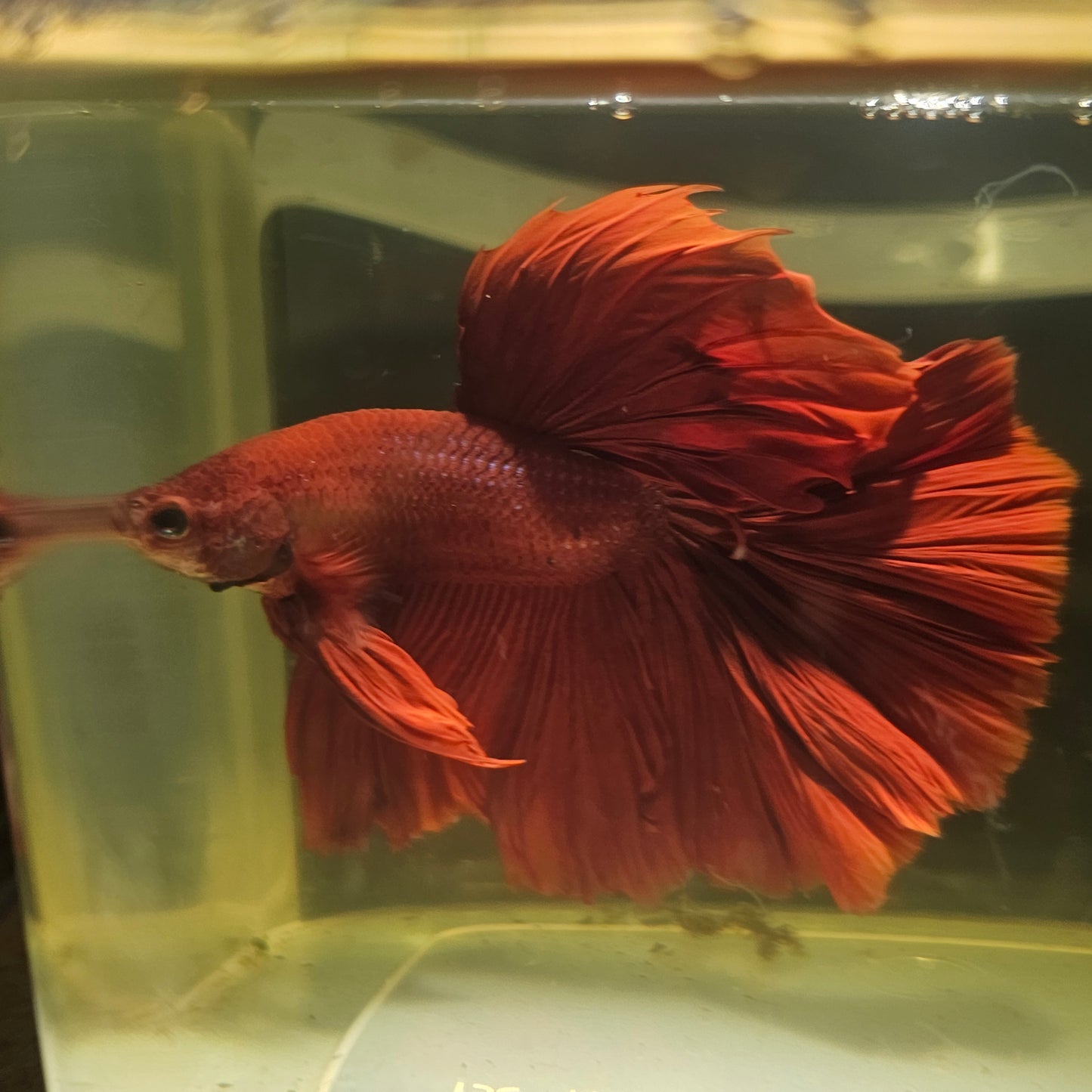Giant Full Red Rosetail Halfmoon Betta(OHM) 2605A56