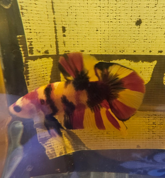 YELLOW CANDY PK 0517