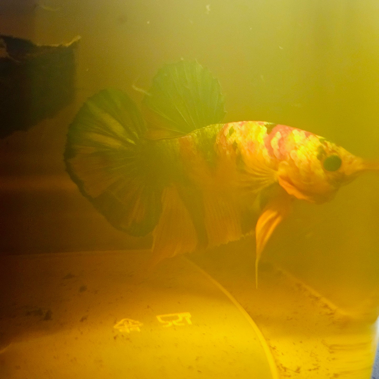 NEMO GALAXY CANDY BETTA 260467